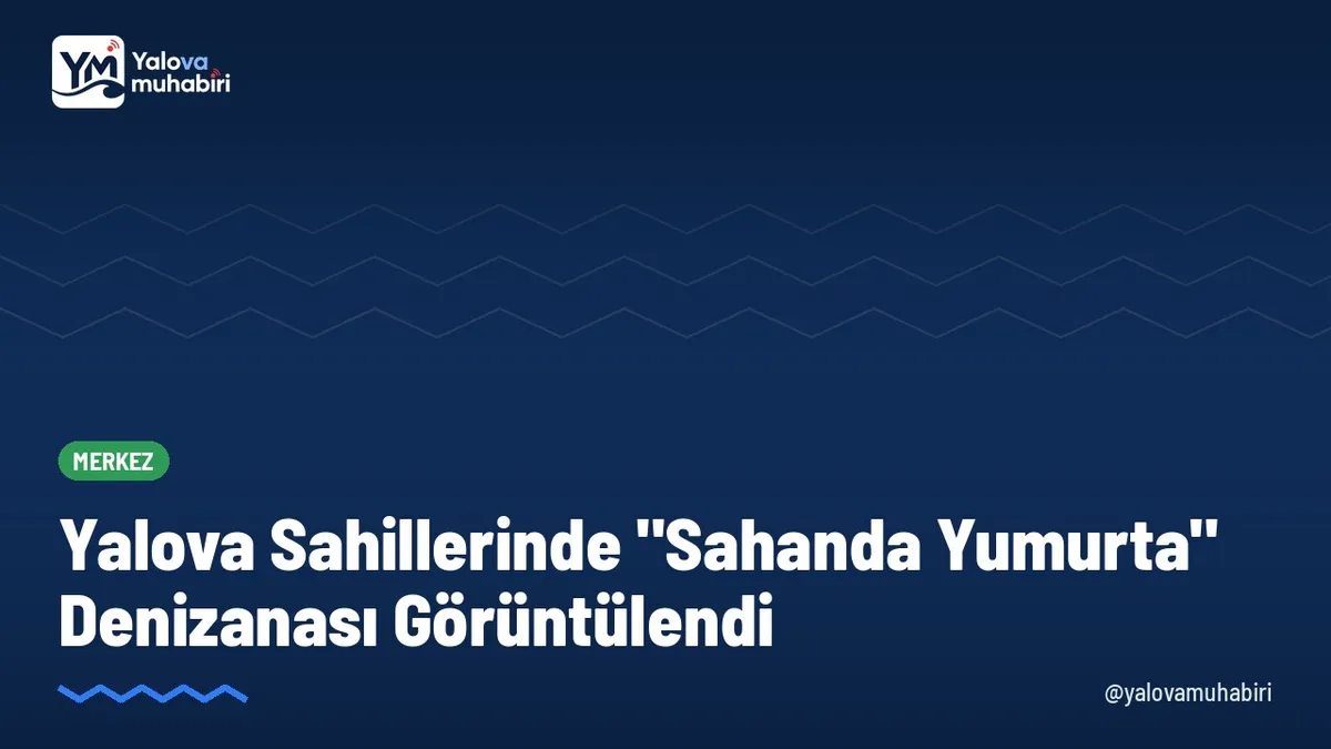 Marmara Denizi'nde Tekirdağ açıklarının ardından Yalova kıyılarında da rastlanan ve "sahanda yumurta" olarak bilinen Cotylorhiza tuberculata türü Denizanası dalgıçlar tarafından kayda alındı.