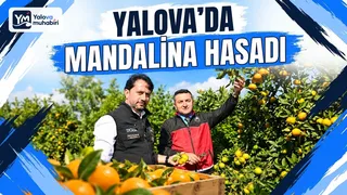 Yalova'da tarımsal araştırma yerleşkesinde yapılan mandalina hasadının ardından yetkililer, meyve bahçelerinde yürütülen üretim çalışmalarını yerinde gözden geçirdi. - Küçük görsel 1