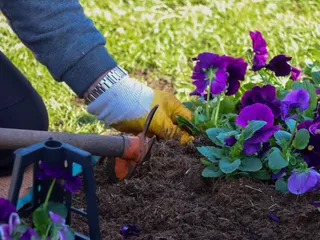 Yalova Belediyesi, kent meydanı ve ana arterlerde kentin dört bir yanını renklendirmek amacıyla mevsimlik çiçek ekimi çalışmalarına devam ediyor. - Küçük görsel 7