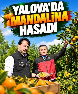 Yalova'da tarımsal araştırma yerleşkesinde yapılan mandalina hasadının ardından yetkililer, meyve bahçelerinde yürütülen üretim çalışmalarını yerinde gözden geçirdi. - Küçük görsel 2