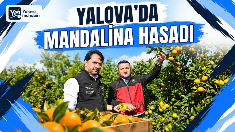 Yalova'da tarımsal araştırma yerleşkesinde yapılan mandalina hasadının ardından yetkililer, meyve bahçelerinde yürütülen üretim çalışmalarını yerinde gözden geçirdi.