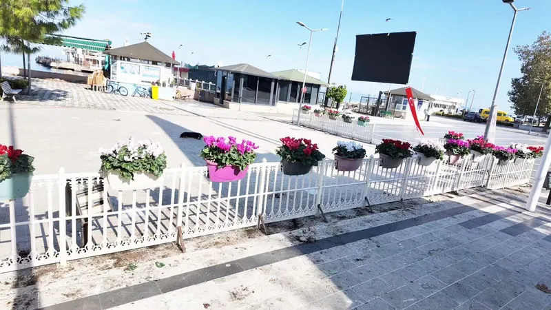 Çınarcık Cumhuriyet Meydanı'ndaki Turgut Özal Parkı'nda belediye ekipleri tarafından mevsimlik çiçek dikimi yapıldı; alana dört farklı renkte siklamen yerleştirildi. - Fotoğraf 6