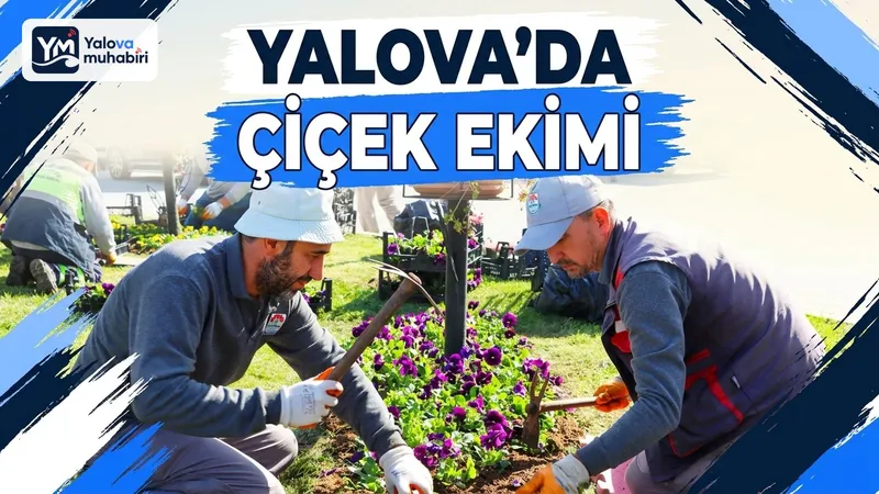 Yalova Belediyesi, kent meydanı ve ana arterlerde kentin dört bir yanını renklendirmek amacıyla mevsimlik çiçek ekimi çalışmalarına devam ediyor.